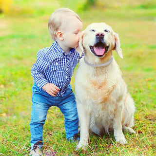 Pro Guard vlooien- en tekenband voor honden